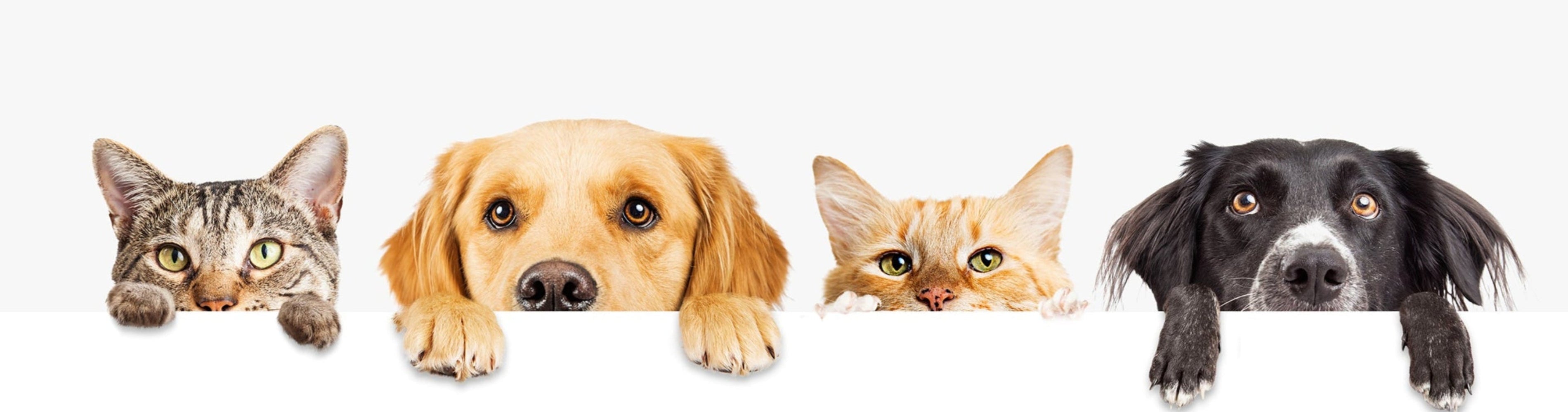 Home Page Banner Image